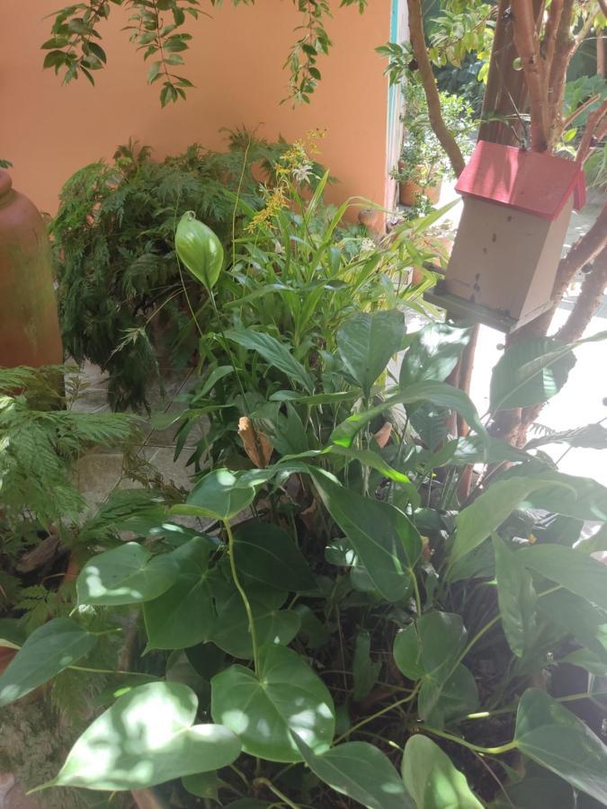 Recanto Toca Das Plantas De Ilhabela I Exterior photo